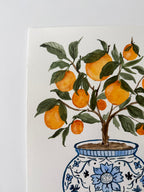 Orange Grove